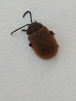 Galeruca pomonae (Coleoptere) (ph. Mrugala F., juin 2020, Lyon)(1)